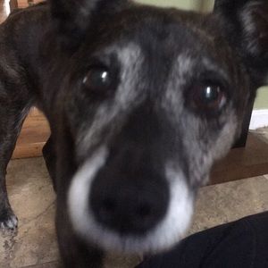 Meet your Posher, Shaina